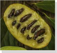 Paw Paw Pulp and Seeds